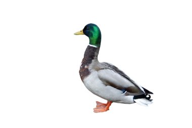 Duck on white