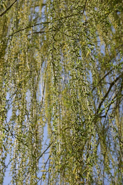 Weeping Willow — Stock Photo, Image