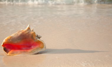kabuklu deniz hayvanı kabuğu
