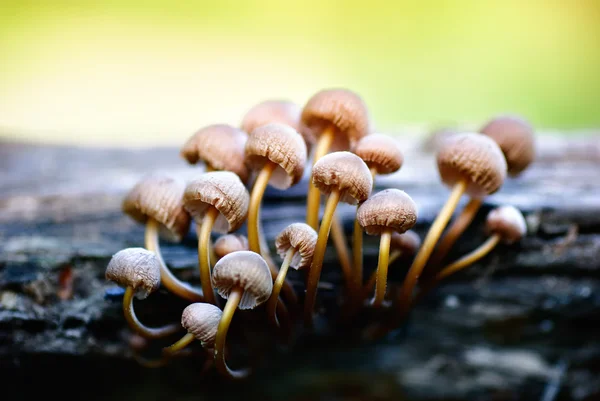 stock image Bunch of mushrooms