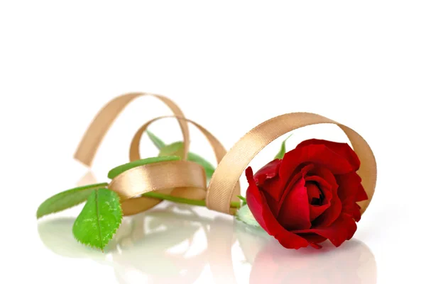 Rosa roja y cinta de seda dorada — Foto de Stock