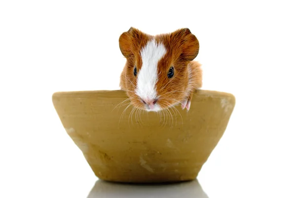 Newborn guinea pig in pottery — Stock Photo, Image