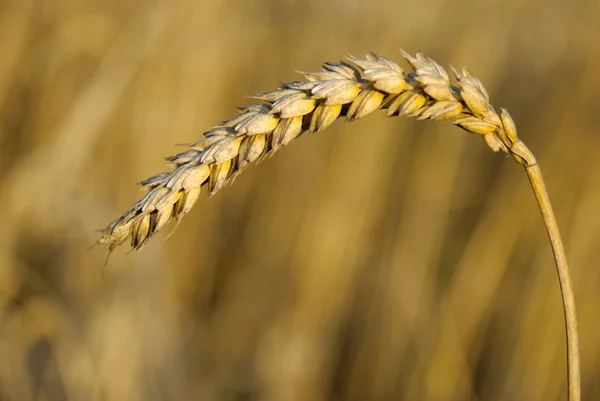 Closeup pšenice — Stock fotografie