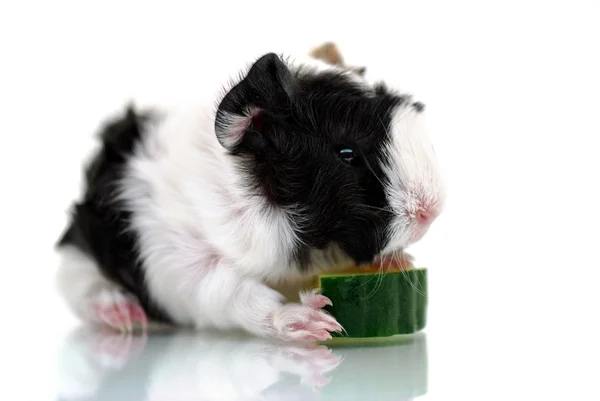 Baby guinea pig with cucumber slice — Stock Photo, Image