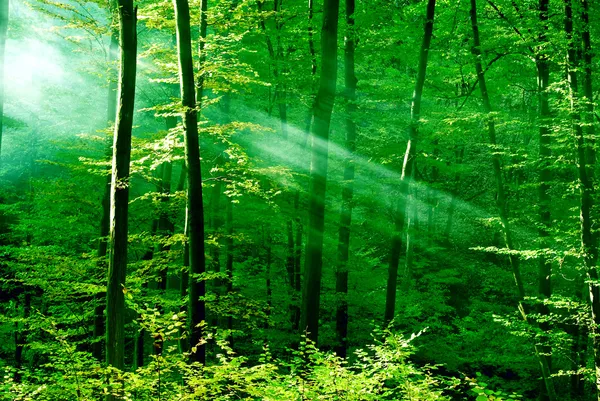 Fények a reggel erdő — Stock Fotó