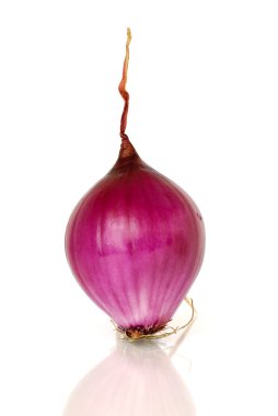 Purple onion clipart