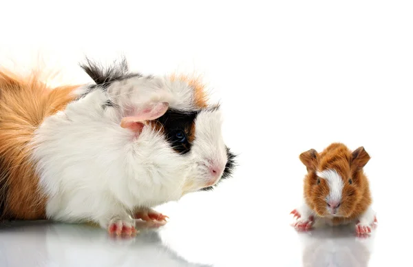 Mother guinea pig with her baby — Stock Photo, Image