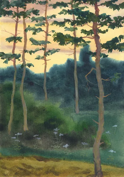Akvarell landskap. en sommarkväll i en tallskog — Stockfoto