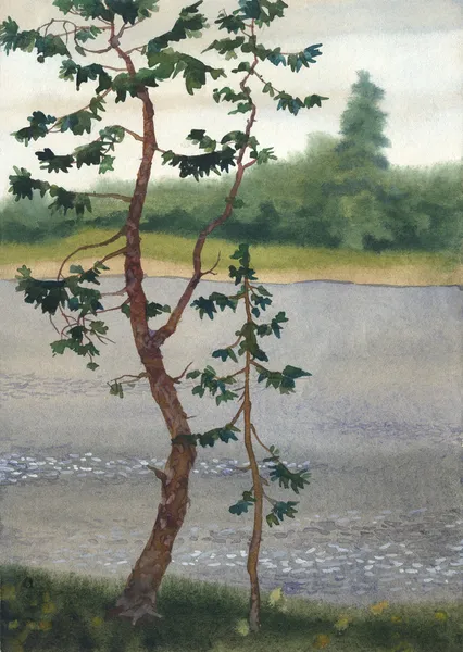 水彩风景。对这条河的银行松树 — 图库照片