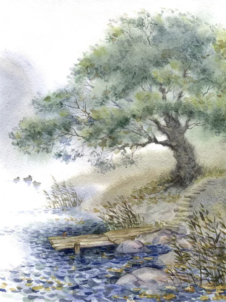 Akvarel krajiny. starý strom nedaleko rybníka — Stock fotografie
