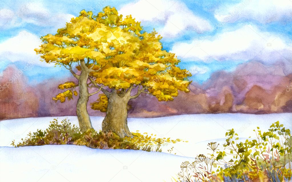 Yellowing oaks in a snowy field