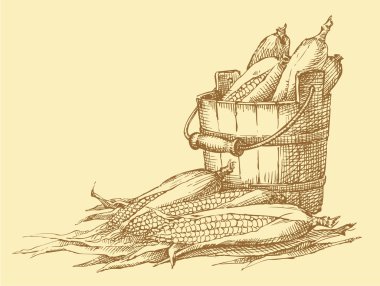 Vector still life. Sketch of the harvest of corn cobs clipart