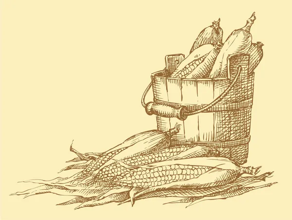 Vector bodegón. Bosquejo de la cosecha de mazorcas de maíz — Archivo Imágenes Vectoriales