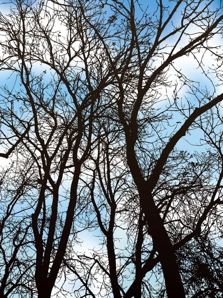 Étendre les branches — Image vectorielle
