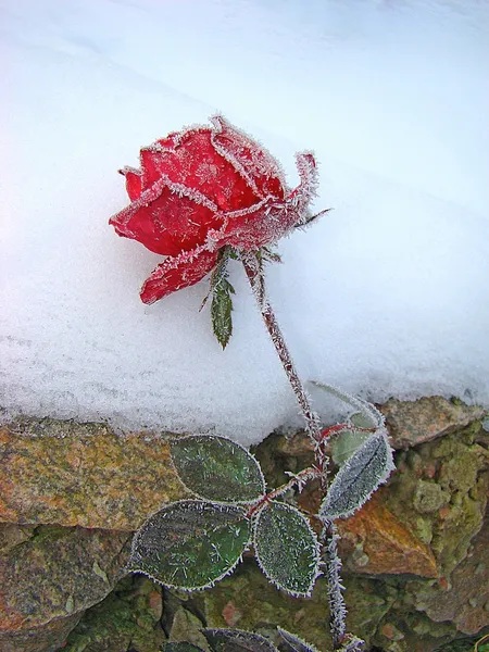 Rosa nella neve — Foto Stock