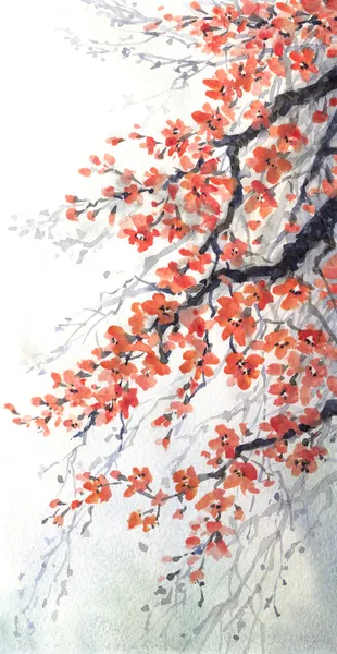 水彩绘画。樱花樱桃的分支 — 图库照片