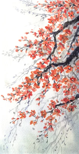 Watercolor painting. Branches of blossoms cherry — Stock Photo ...