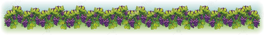 Vector border. Juicy ripe purple grapes on the wrist vine