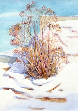 Watercolor landscape. Old bush in a sunny winter day clipart