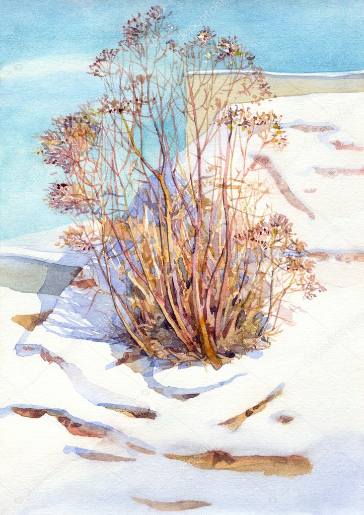 Watercolor landscape. Old bush in a sunny winter day