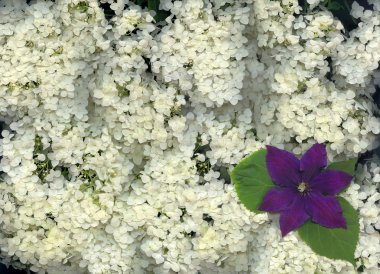 Hydrangea and Clematis clipart