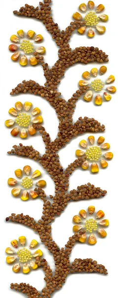 Cereales ornamentales — Foto de Stock