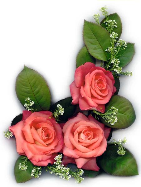 Τριαντάφυλλα ροδάκινων — Φωτογραφία Αρχείου