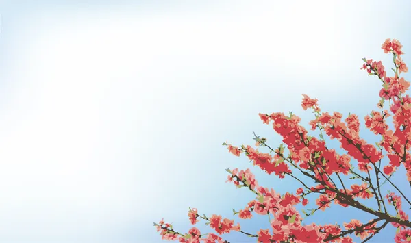 Vektor bakgrund med blommande körsbärsträd grenar — Stock vektor