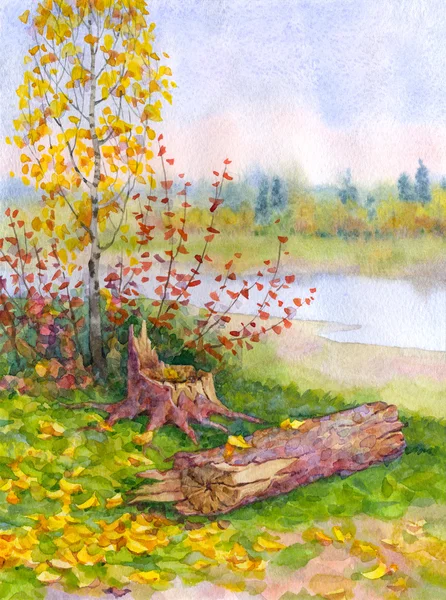 Abedul joven de otoño cerca de un árbol caído —  Fotos de Stock