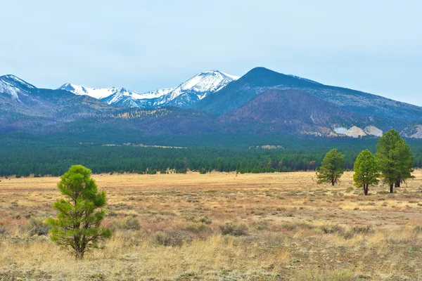 Montagne innevate in Arizona . Immagine Stock