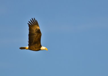 Bald Eagle soaring in the sky. clipart