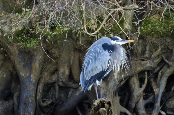 Great Blue Heron (Ardea herodias) perched on tree roots. — Stock Photo, Image