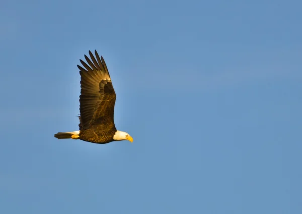 stock image Bald Eagle soaring in the sky.