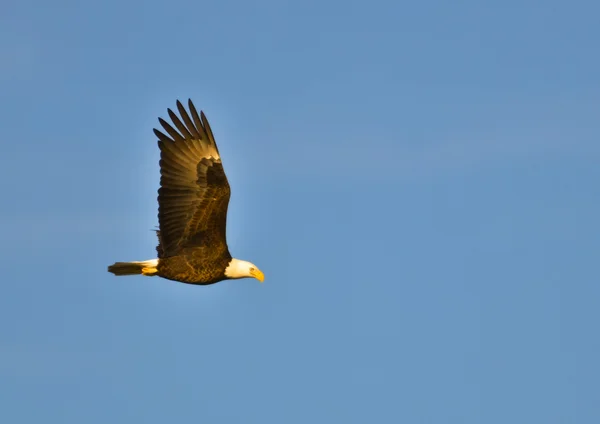 Білоголовий орлан ширяють у небі. Ліцензійні Стокові Фото