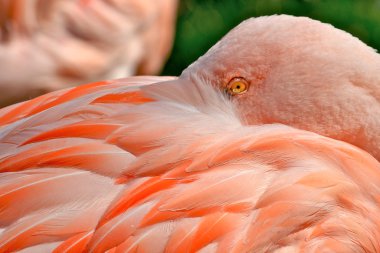 Pink flamingos (Phoenicopterus chilensis). clipart