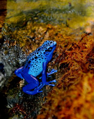 Blue Poison Dart Frog (Dendrobates azureus). clipart