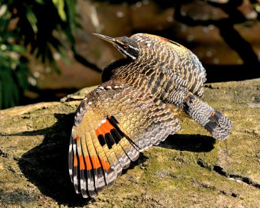 Sunbittern (Eurypyga helias) with colorful feathers. clipart