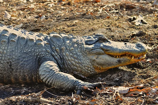 Alligator showing his teeth. — Stock Photo, Image
