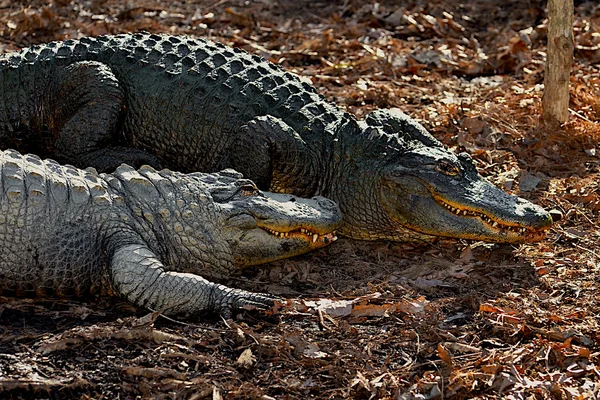 Two alligators. — Stock Photo, Image