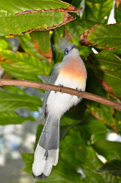 Colorful bird perched on a branch.