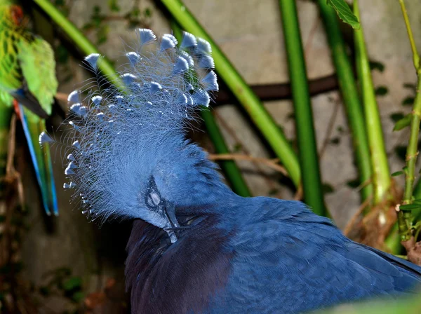 Голуб коронований у Вікторії (Goura victoria). — стокове фото