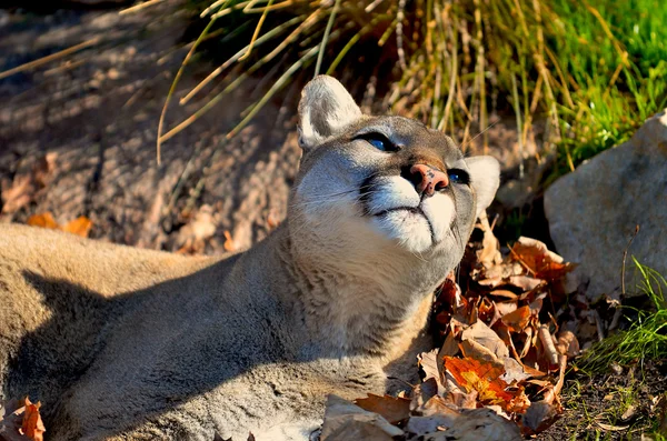 Cougar crogiolarsi alla luce del sole . Foto Stock Royalty Free