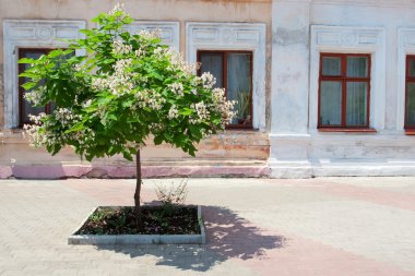 çiçeklenme tree