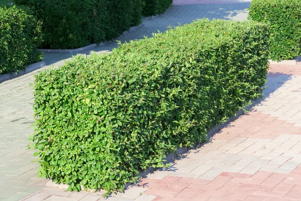 Ornamental shrub — Stock Photo, Image