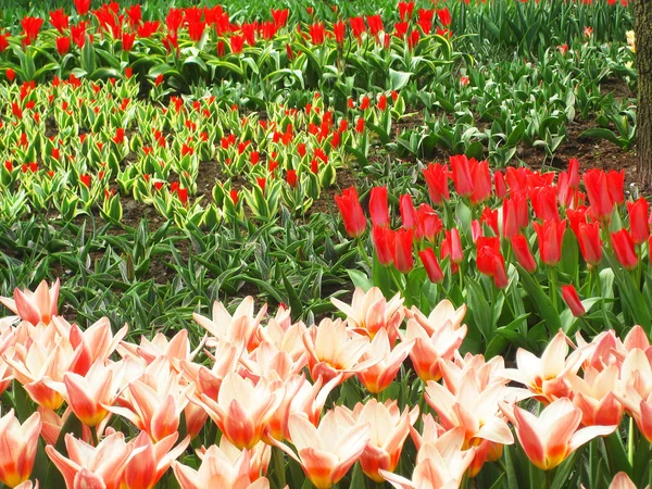 Holandia Keukenhof - największy kwiat ogród w Europie- — Zdjęcie stockowe