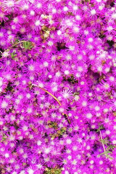 Pequenas flores rosa fundo — Fotografia de Stock