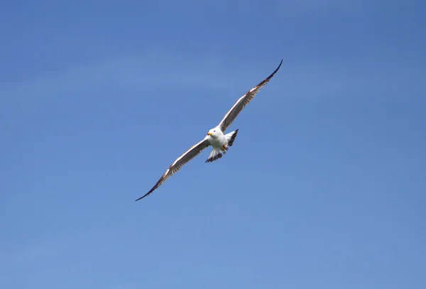 Gabbiano, in volo nel cielo blu — Foto Stock