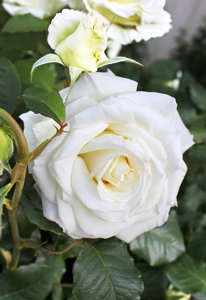 庭に白いバラが — ストック写真