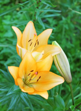 Orange lilies