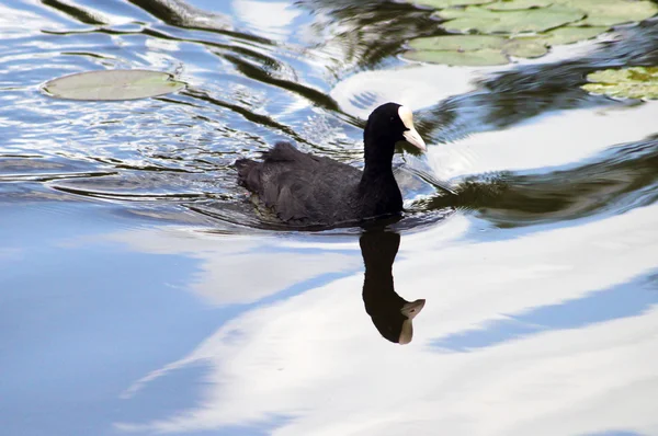 stock image Black duck with white beak